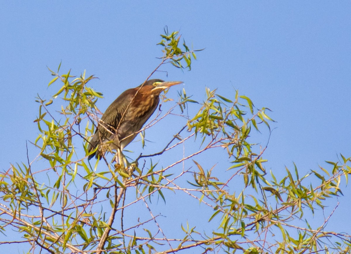 Green Heron - ML644301024