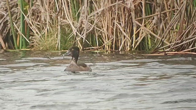 Ring-necked Duck - ML644301025