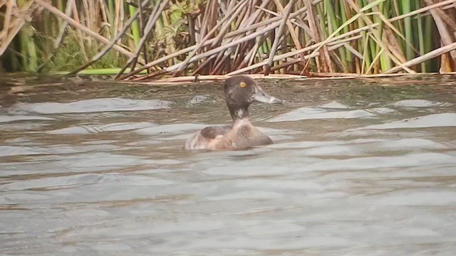 Ring-necked Duck - ML644301026