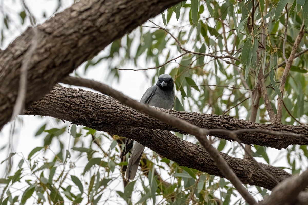Black-faced Cuckooshrike - ML644301028