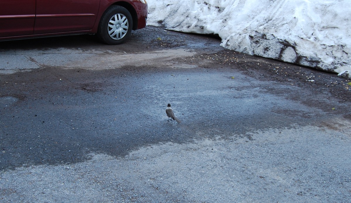Canada Jay - ML644301031