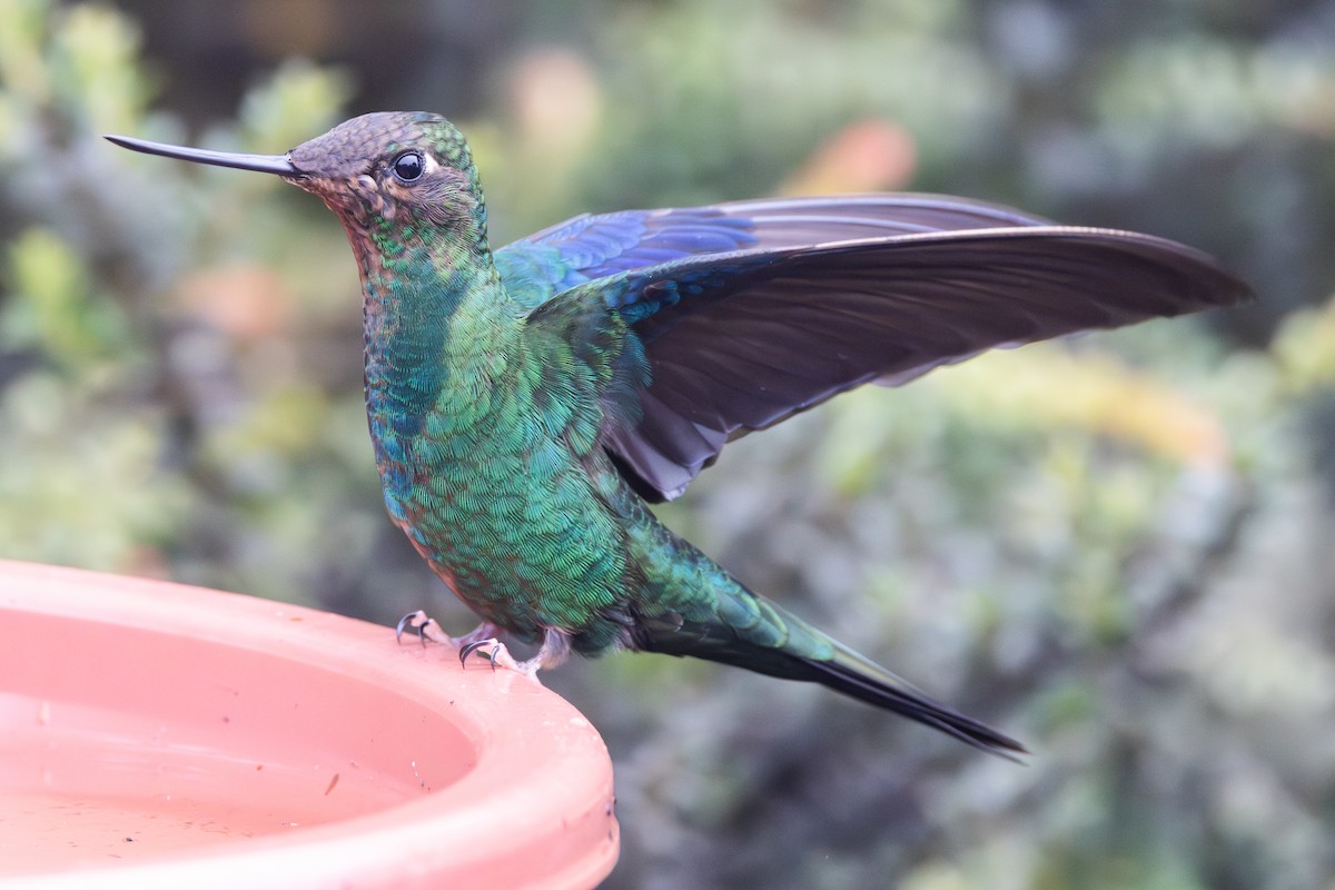 Great Sapphirewing - ML644301034