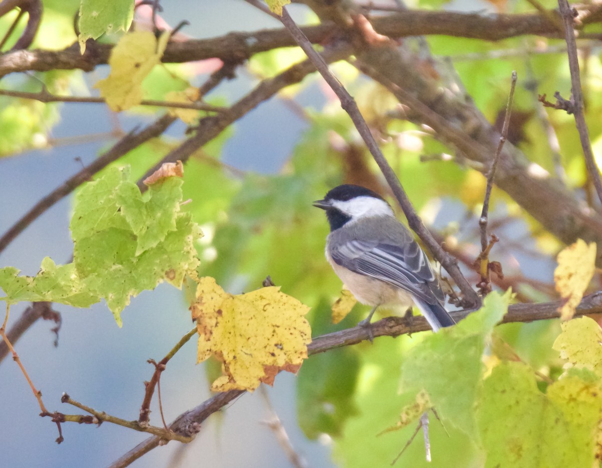 Black-capped Chickadee - ML644301036