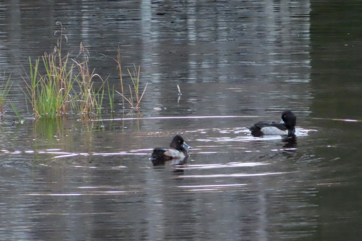 צולל צווארון - ML644301038
