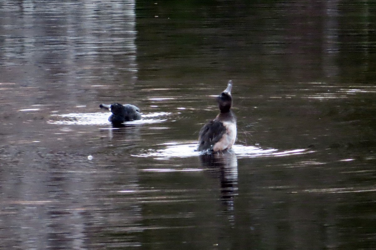 צולל צווארון - ML644301039