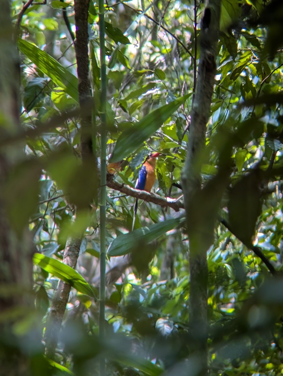 Buff-breasted Paradise-Kingfisher - ML644301041