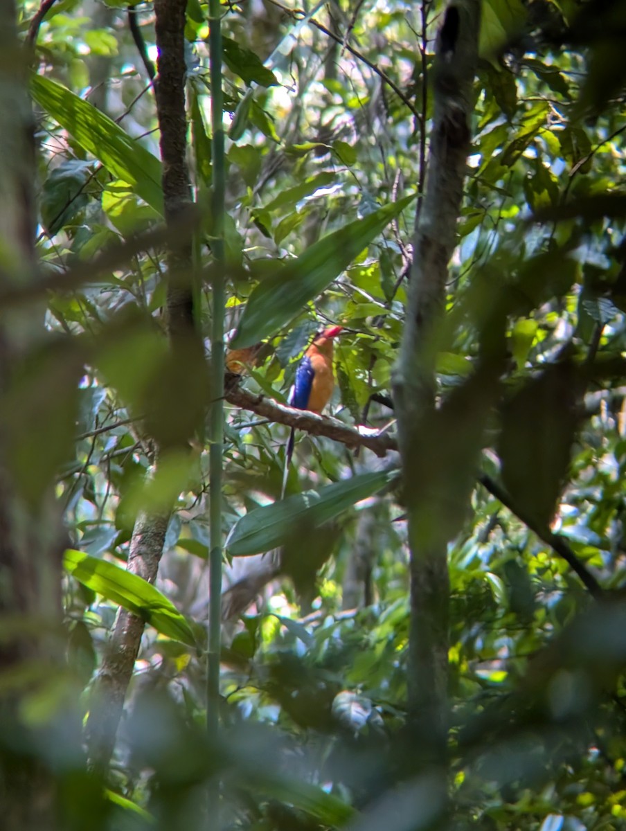 Buff-breasted Paradise-Kingfisher - ML644301042