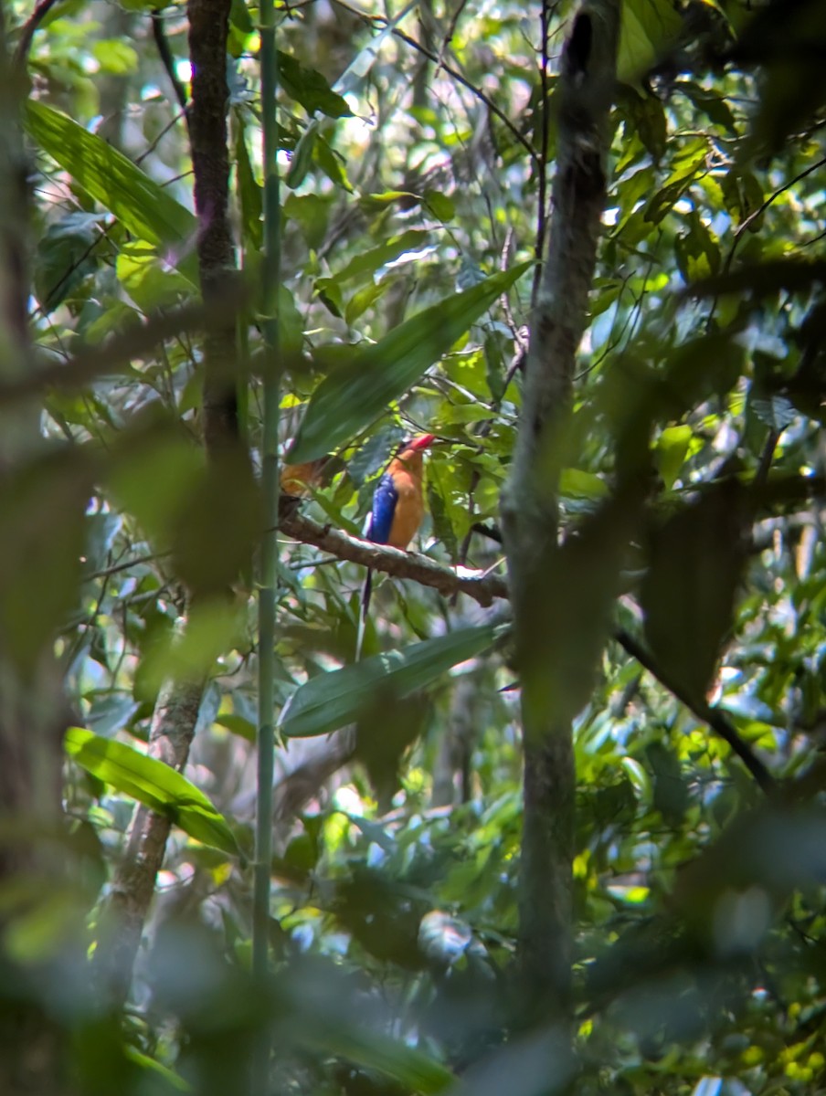 Buff-breasted Paradise-Kingfisher - ML644301043