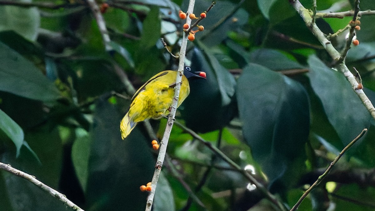 Black-headed Bulbul - ML644301044