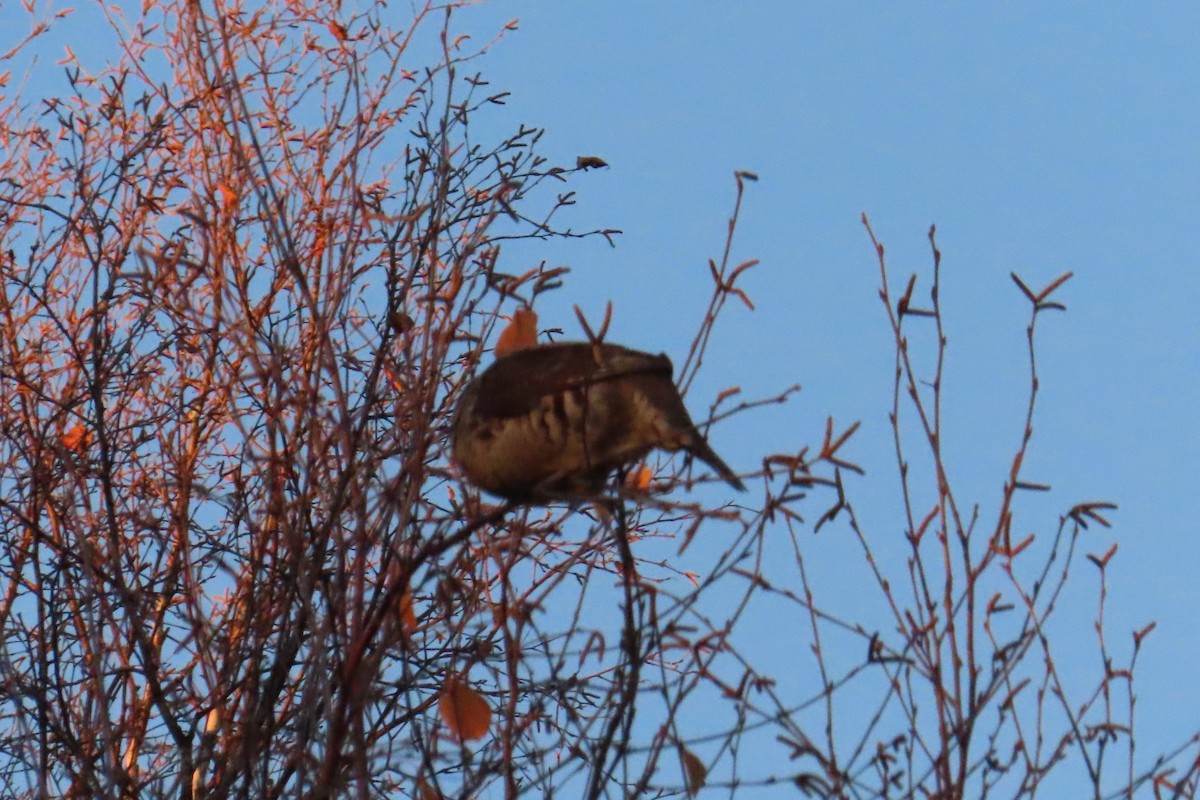 Ruffed Grouse - ML644301050