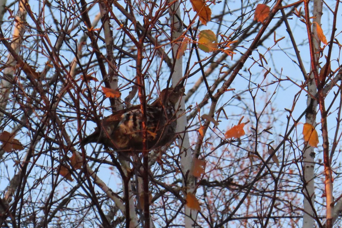 Ruffed Grouse - ML644301052