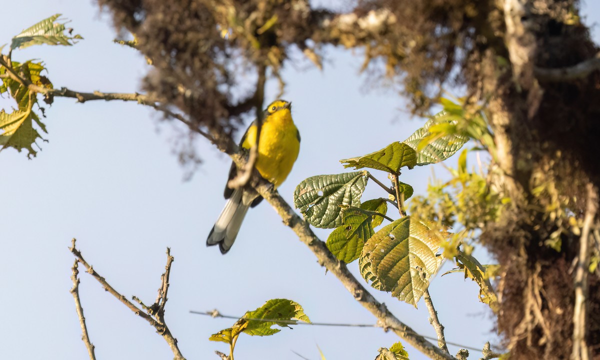 Brillenwaldsänger - ML644301056