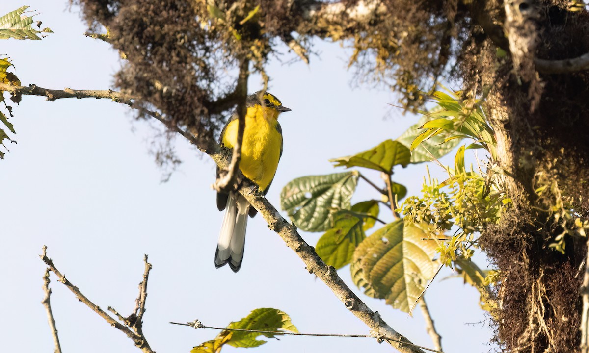 Brillenwaldsänger - ML644301057