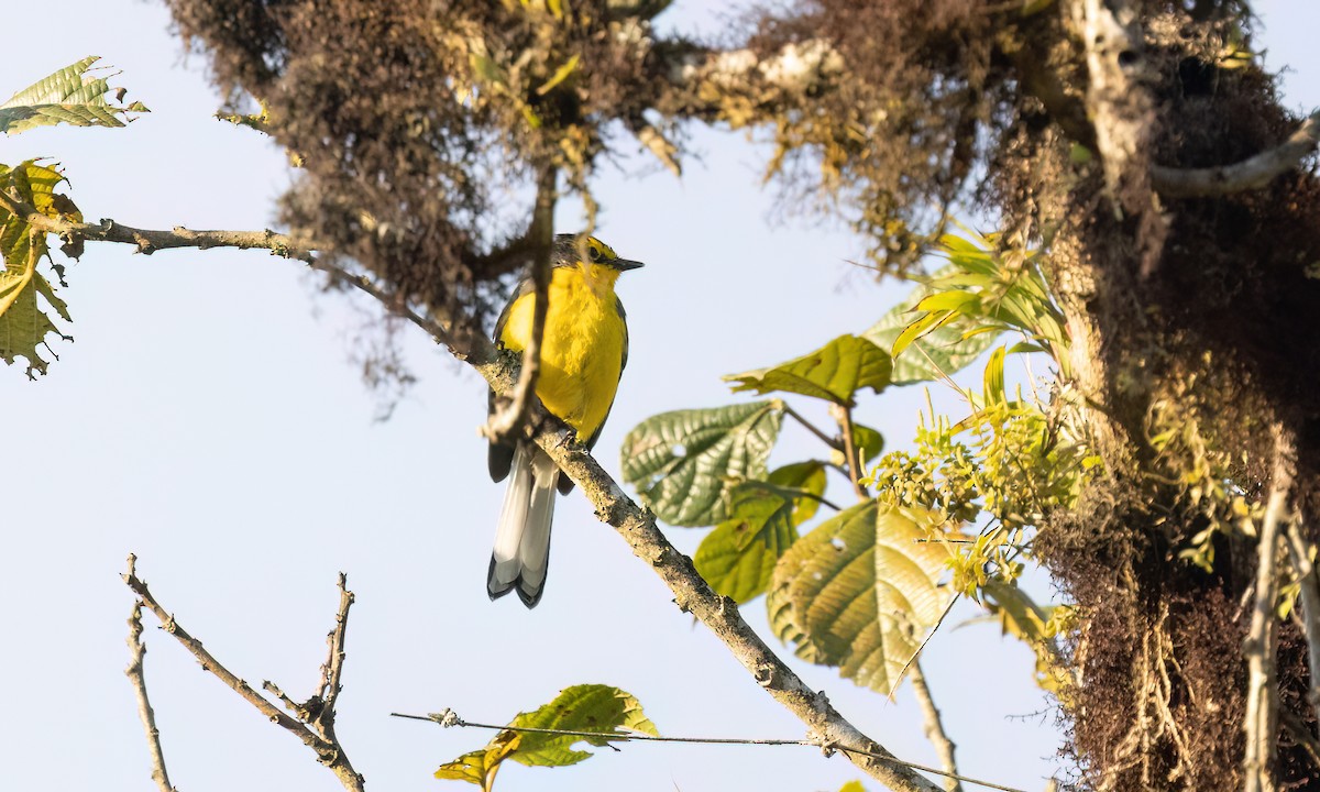 Brillenwaldsänger - ML644301058