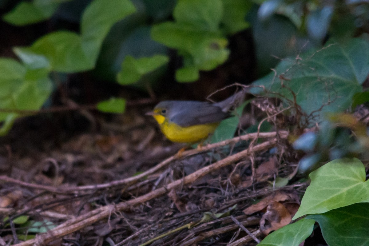 Болотянка строкатовола - ML644301067