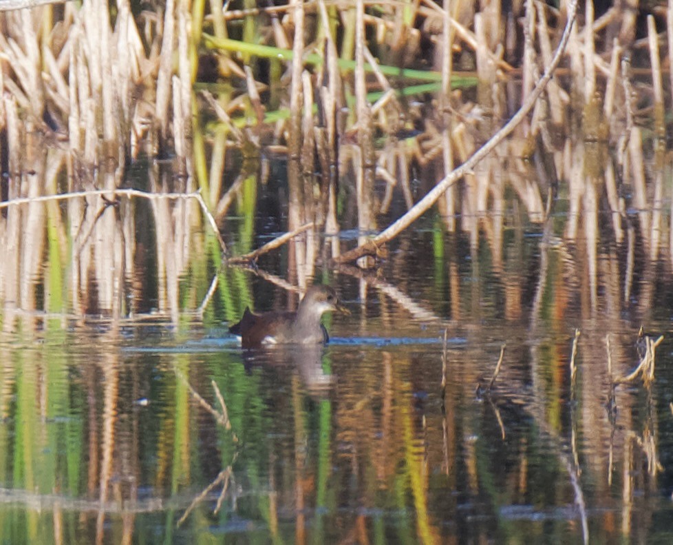 アメリカバン - ML644301068