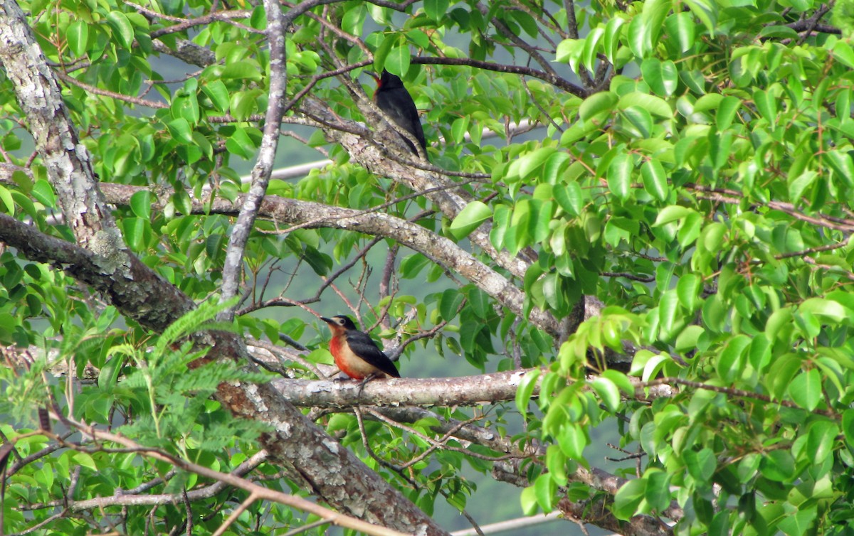 Pic de Porto Rico - ML644301071