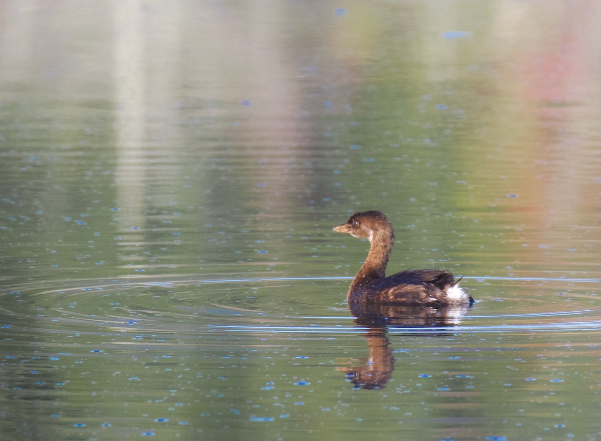 Pied-billed Grebe - ML644301072