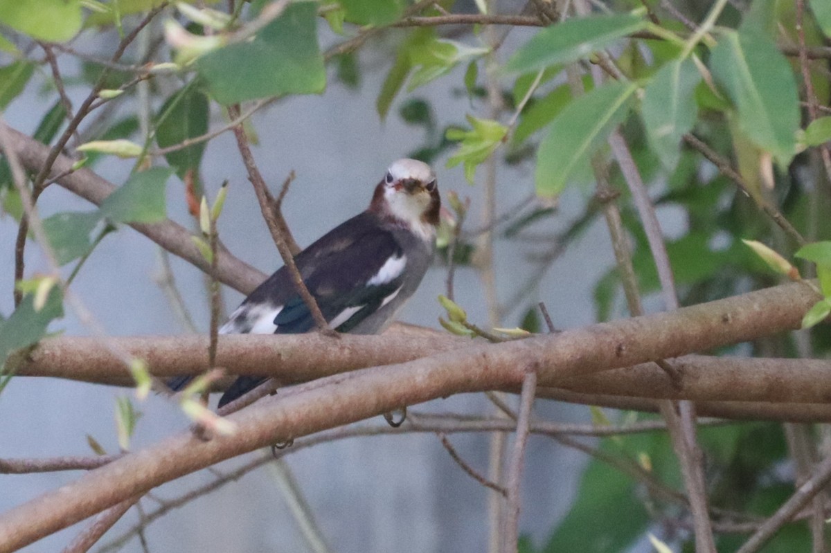 Chestnut-cheeked Starling - ML644301076