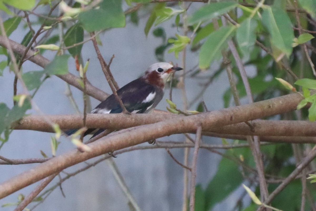 Chestnut-cheeked Starling - ML644301077