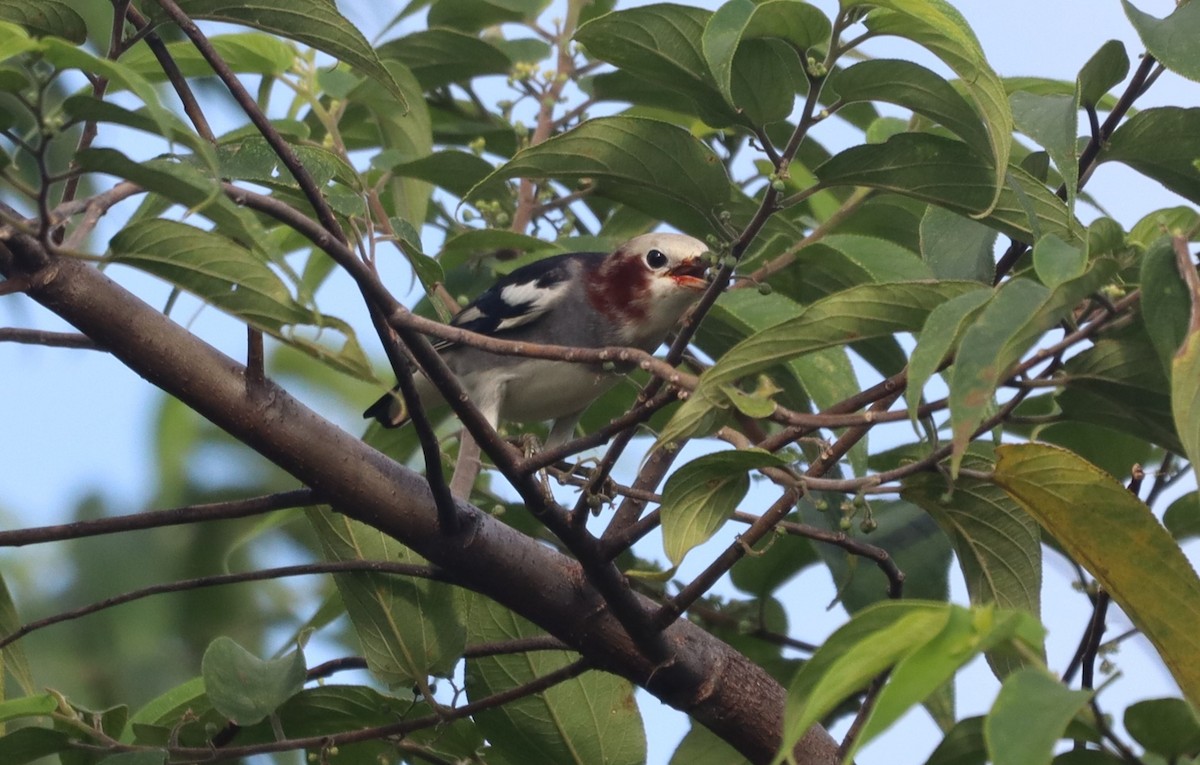 Chestnut-cheeked Starling - ML644301078