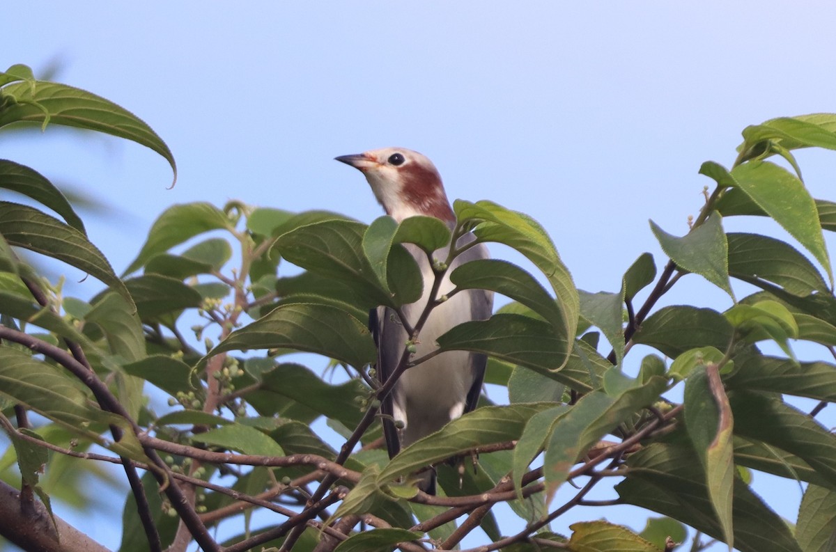 Chestnut-cheeked Starling - ML644301079