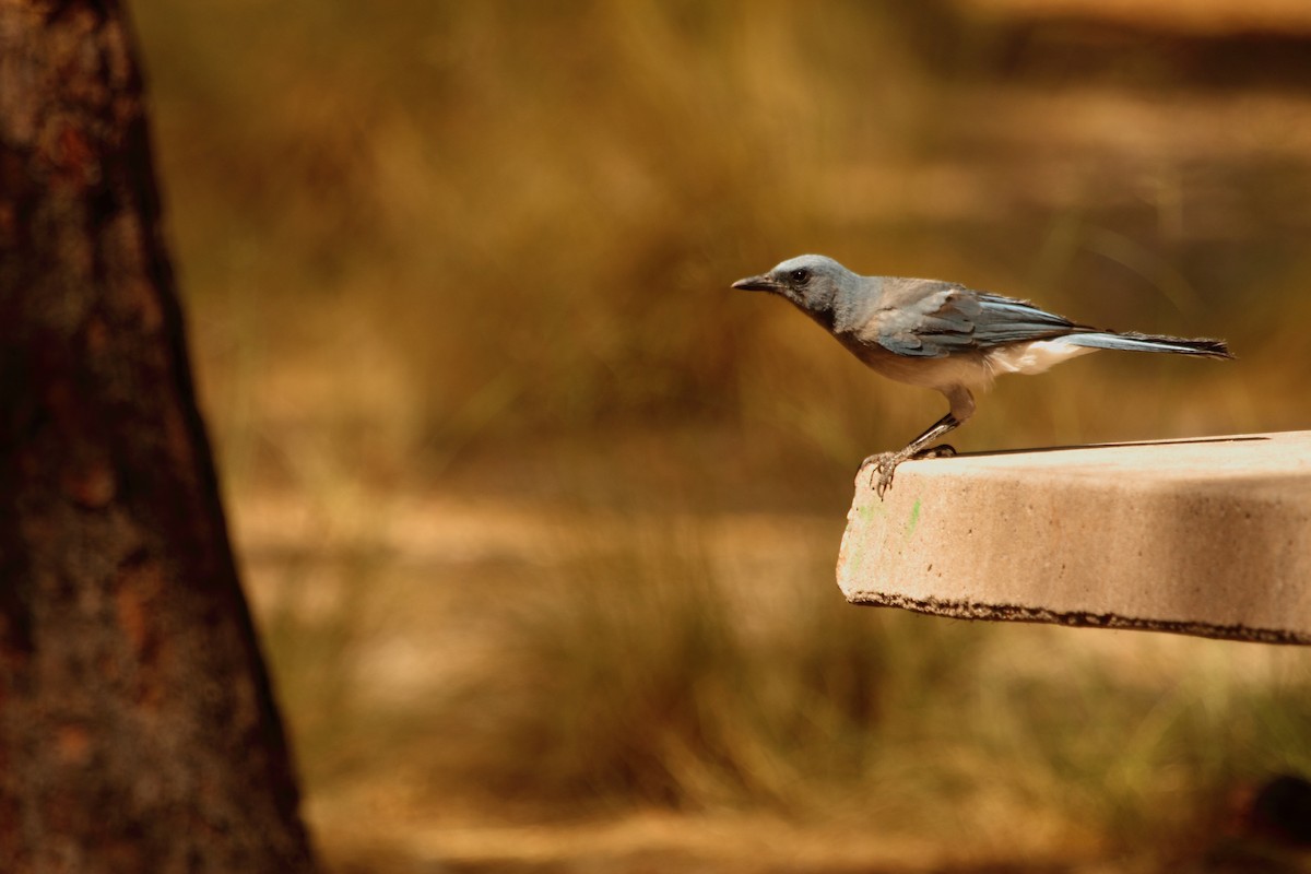 mexicoskrike - ML644301085