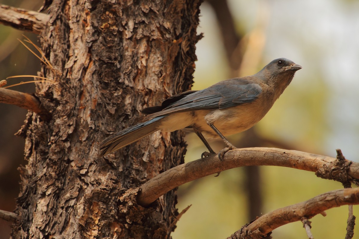 mexicoskrike - ML644301086