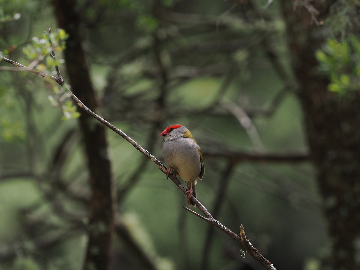 Red-browed Firetail - ML644301088