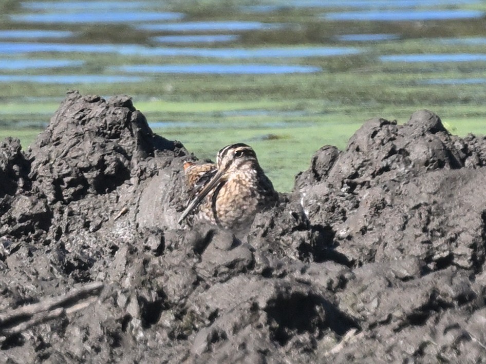 Wilson Suçulluğu - ML644301089