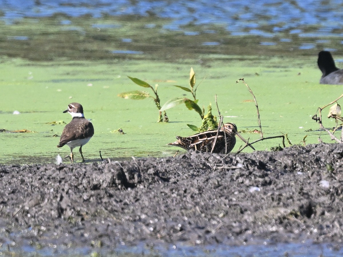 Wilson Suçulluğu - ML644301090