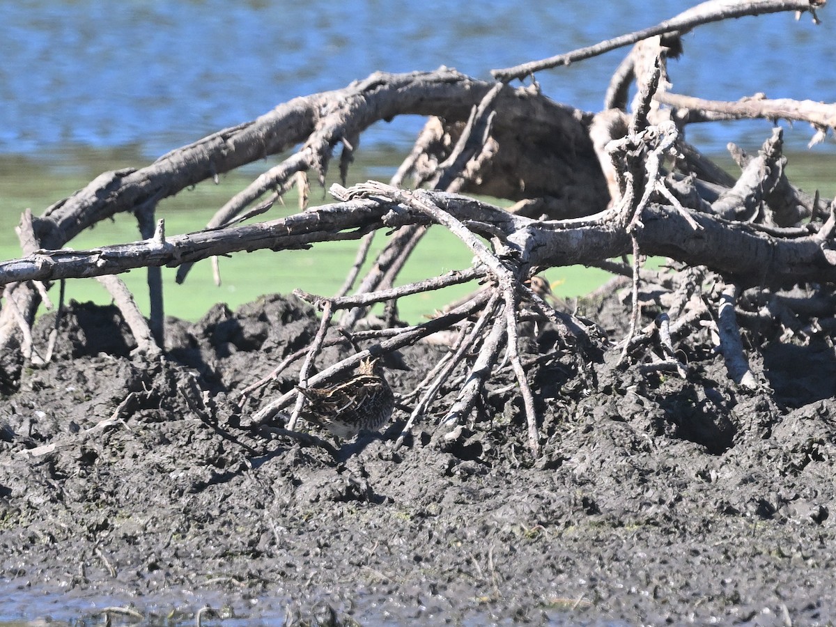 Wilson Suçulluğu - ML644301091