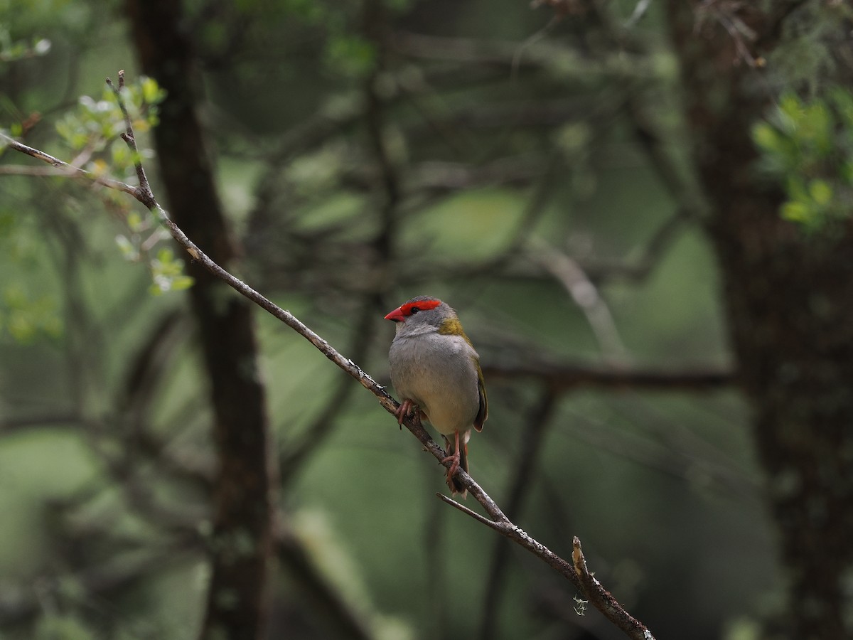 Red-browed Firetail - ML644301094