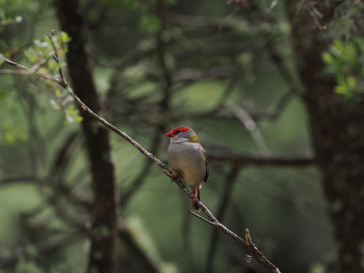 Red-browed Firetail - ML644301095