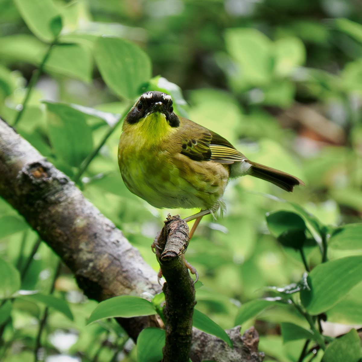 Yellow-throated Scrubwren - ML644301106