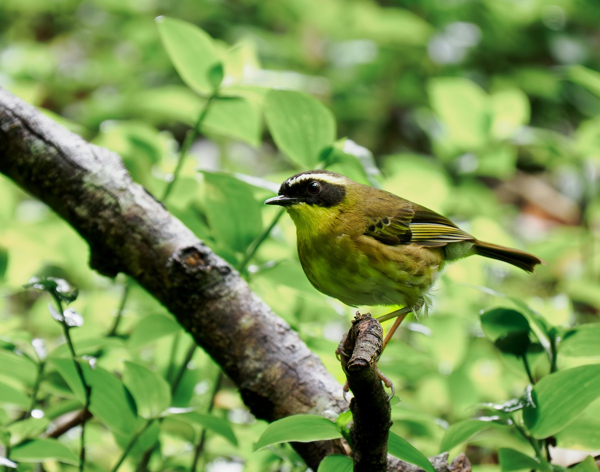 Yellow-throated Scrubwren - ML644301107