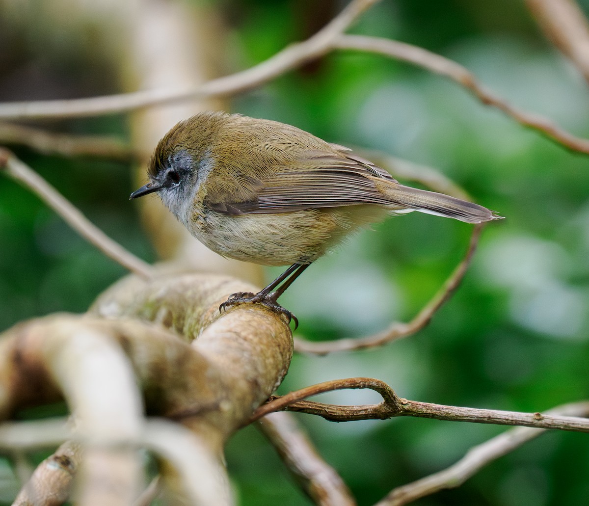 Brown Gerygone - ML644301111