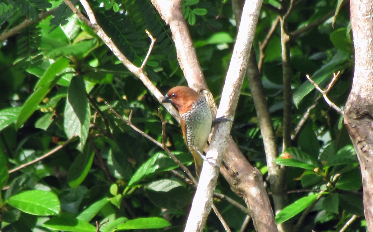 Scaly-breasted Munia - ML644301116