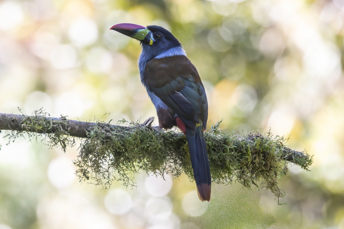 Gray-breasted Mountain-Toucan - ML644301117