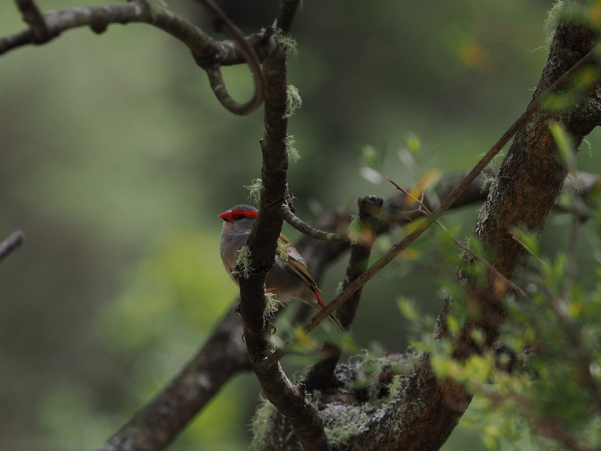 Red-browed Firetail - ML644301122