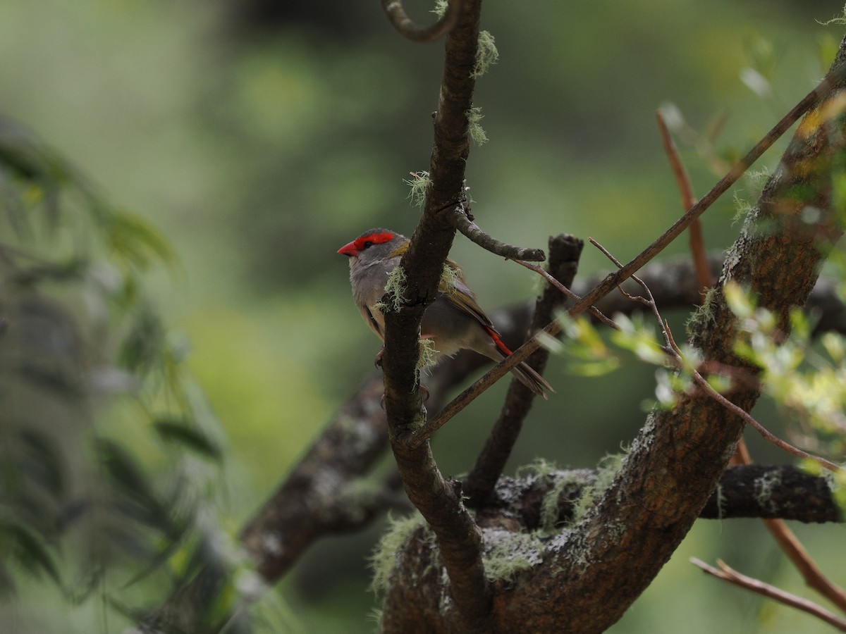 Red-browed Firetail - ML644301123