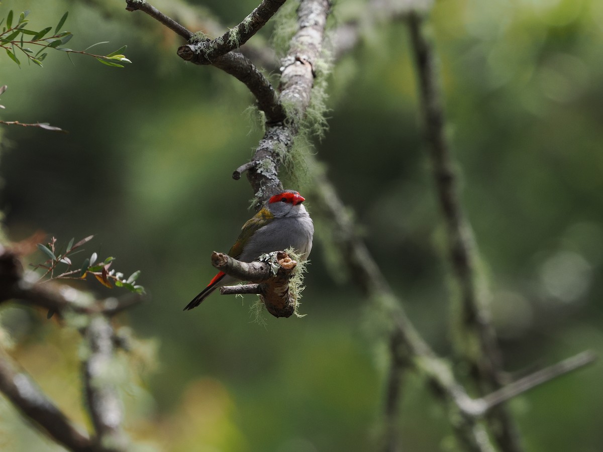 Red-browed Firetail - ML644301125