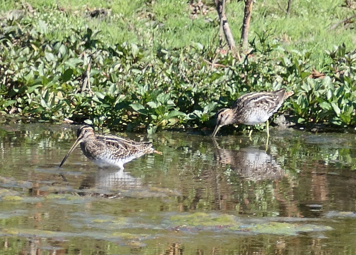 Wilson Suçulluğu - ML644301126