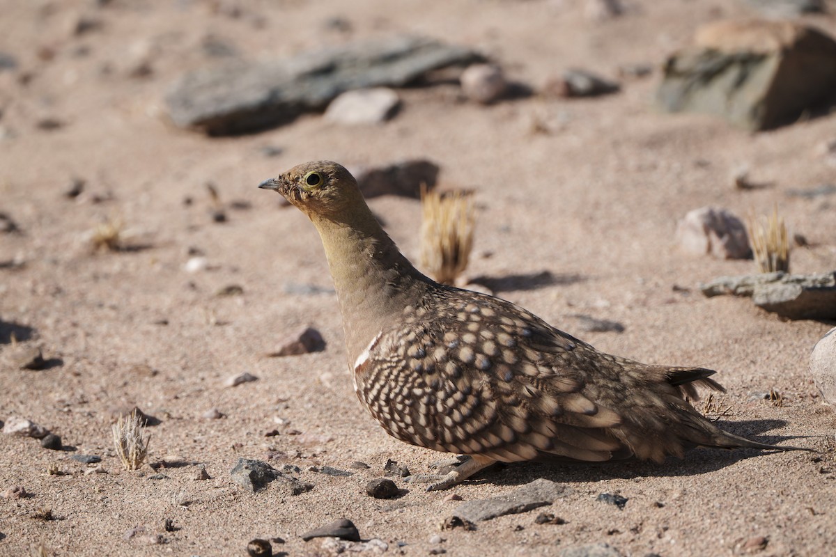 Namaqua Sandgrouse - ML644301127