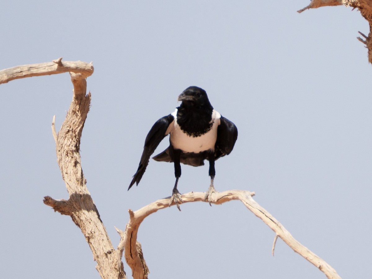 Pied Crow - ML644301133