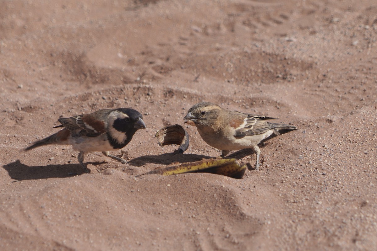 Cape Sparrow - ML644301134