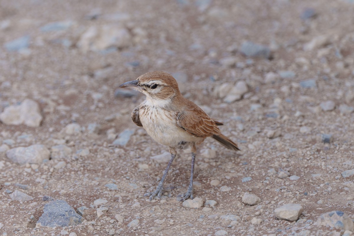 Алондра іржаста - ML644301135