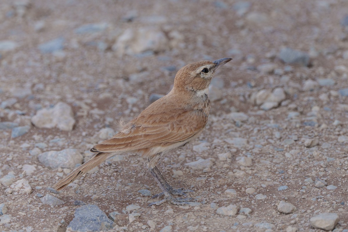 Алондра іржаста - ML644301136