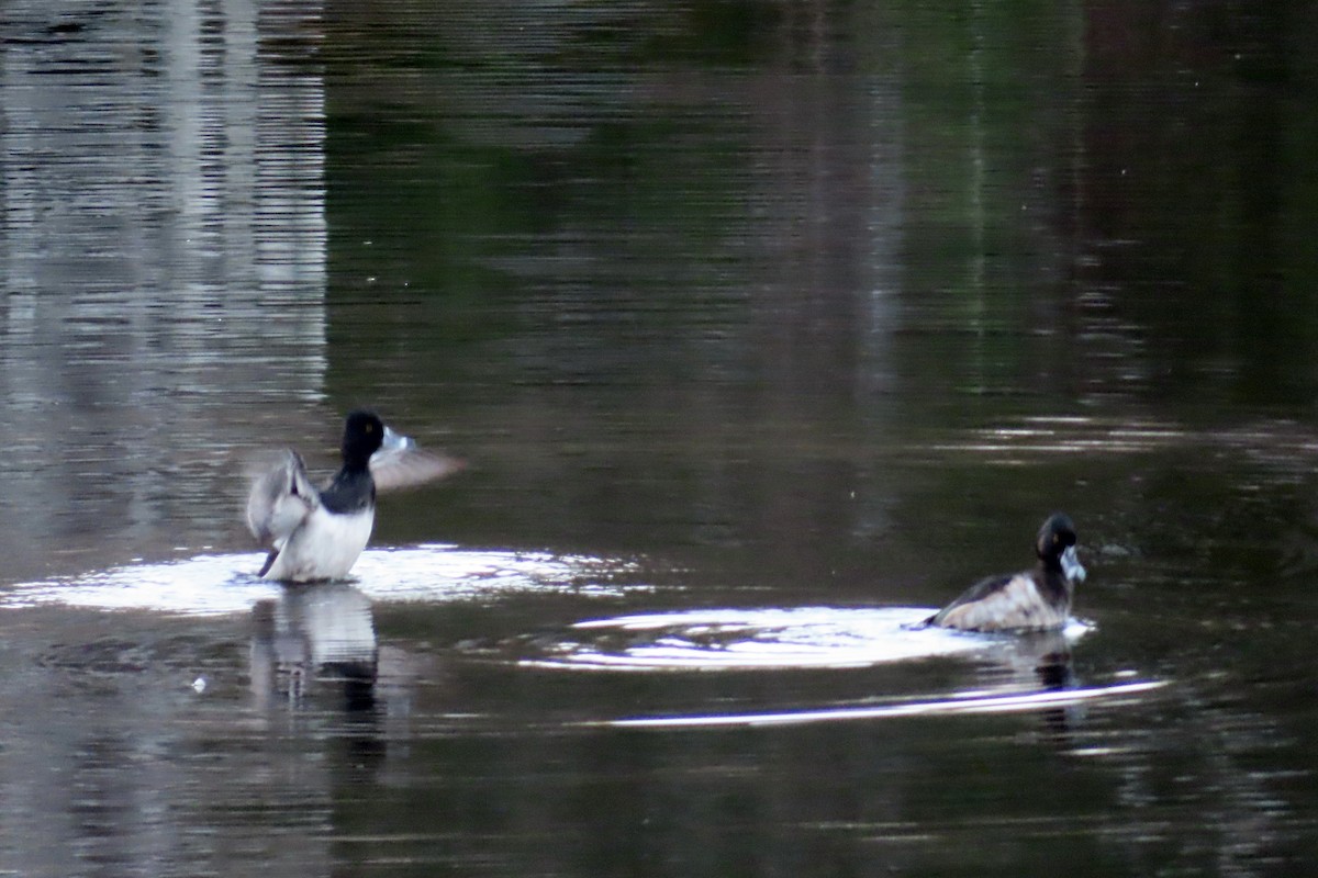צולל צווארון - ML644301145