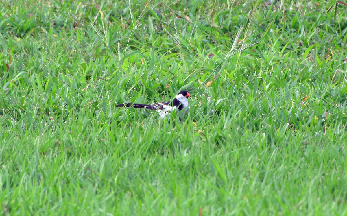 Pin-tailed Whydah - ML644301146